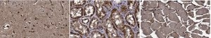Anti-GADD153/DDIT3/CHOP Antibody, clone 5E5.3 clone 5E5.3, from mouse