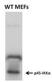 Anti-IKKa (p45) Antibody, clone 881H3 clone 881H3, from mouse