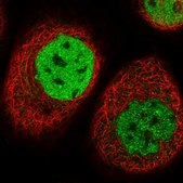 Anti-TESK2 antibody produced in rabbit Prestige Antibodies® Powered by Atlas Antibodies, affinity isolated antibody, buffered aqueous glycerol solution