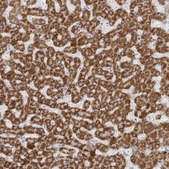 Anti-DMGDH antibody produced in rabbit Prestige Antibodies® Powered by Atlas Antibodies, affinity isolated antibody, buffered aqueous glycerol solution
