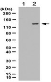 Anti-phospho-DBC1 (Thr454) Antibody from rabbit, purified by affinity chromatography