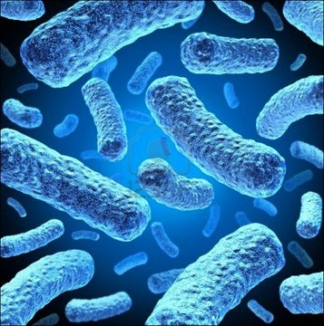 Rosetta(DE3)pLacI Competent Cells - Novagen Rosetta strains are BL21 derivatives designed to enhance the expression of eukaryotic proteins that contain codons rarely used in E. coli. Contains the pLacI plasmid producing extra Lac repressor.