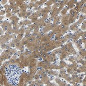 Anti-FMO5 antibody produced in rabbit Prestige Antibodies® Powered by Atlas Antibodies, affinity isolated antibody, buffered aqueous glycerol solution