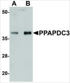 Anti-PPAPDC3 antibody produced in rabbit affinity isolated antibody, buffered aqueous solution