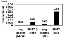 ChIPAb+ SMRT - ChIP Validated Antibody and Primer Set ascites fluid, from mouse