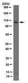 Anti-hEF1/NEDD9, clone 2G9 Antibody clone 2G9, 1 mg/mL, from mouse