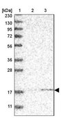 Anti-MRPS24 antibody produced in rabbit Prestige Antibodies® Powered by Atlas Antibodies, affinity isolated antibody, buffered aqueous glycerol solution