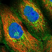 Anti-SCAMP4 antibody produced in rabbit Prestige Antibodies® Powered by Atlas Antibodies, affinity isolated antibody, buffered aqueous glycerol solution
