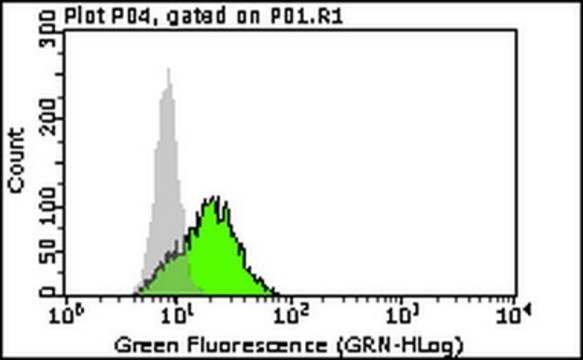 Anti-p62 (Sequestosome-1) Antibody, clone 11C9.2 clone 11C9.2, from mouse