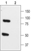 Anti-Potassium Channel K2P1.1 (TWIK-1) antibody produced in rabbit affinity isolated antibody, lyophilized powder