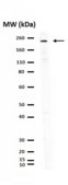 Anti-BPTF Antibody from rabbit, purified by affinity chromatography