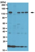 Anti-GPR56, C-terminal Antibody from rabbit, purified by affinity chromatography