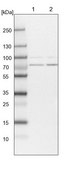 Anti-PIGB antibody produced in rabbit Prestige Antibodies® Powered by Atlas Antibodies, affinity isolated antibody, buffered aqueous glycerol solution