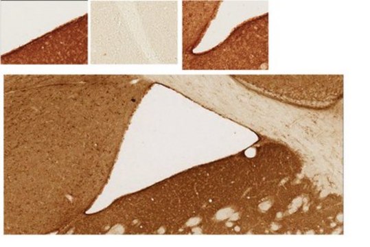 Anti-Neural Stem Cells Antibody, clone Nilo1 clone Nilo1, from hamster(Armenian)