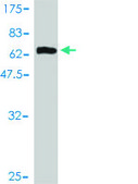 Monoclonal Anti-MAGEA8 antibody produced in mouse clone 3F7, purified immunoglobulin, buffered aqueous solution