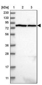 Anti-LRRIQ3 antibody produced in rabbit Prestige Antibodies® Powered by Atlas Antibodies, affinity isolated antibody, buffered aqueous glycerol solution, ab2