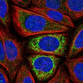 Anti-IDH3A antibody produced in rabbit Prestige Antibodies® Powered by Atlas Antibodies, affinity isolated antibody