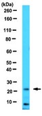 Anti-VEGF 165b Antibody, clone 56/1 clone 56/1, 1 mg/mL, from mouse