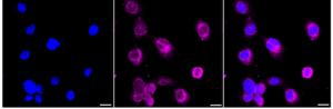 Anti SLC27A4 Antibody, clone 23GB4915, Rabbit Monoclonal clone 23GB4915, recombinant rabbit monoclonal, expressed in HEK293 cells