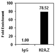 Magna ChIP®プロテインG磁気ビーズ Recombinant Protein G covalently bound to magnetic beads for use in chromatin immunoprecipitations (ChIP assays). These protein G beads provide users a more rapid, reproducible &amp; efficient reagent for collecting immunocomplexes vs. agarose beads.