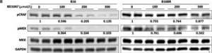 Monoclonal Anti-GAPDH−Peroxidase antibody produced in mouse clone GAPDH-71.1, purified immunoglobulin, buffered aqueous solution
