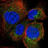 Anti-AKR1A1 antibody produced in rabbit Prestige Antibodies® Powered by Atlas Antibodies, affinity isolated antibody, buffered aqueous glycerol solution