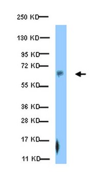 Anti-phospho-Paxillin (Ser126) Antibody from rabbit, purified by affinity chromatography