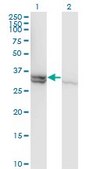 Monoclonal Anti-CASP1 antibody produced in mouse clone 3D2, purified immunoglobulin, buffered aqueous solution