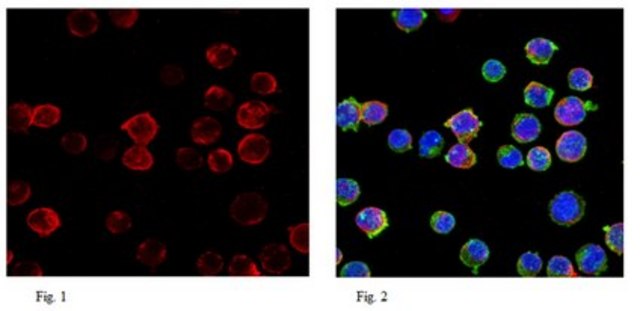 Anti-RAG-1 Antibody from rabbit, purified by affinity chromatography