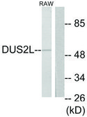 Anti-DUS2L antibody produced in rabbit affinity isolated antibody