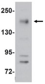 Anti-NOD4 Antibody from rabbit, purified by affinity chromatography