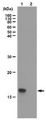 Anti-dimethyl Histone H3 Antibody (Lys36) serum, from rabbit
