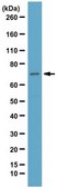 Anti-Bestrophin Antibody Chemicon®, from mouse