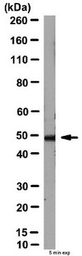 Anti-DEPTOR Antibody from rabbit, purified by affinity chromatography