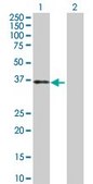 Anti-TFPI antibody produced in rabbit purified immunoglobulin, buffered aqueous solution