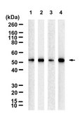 Anti-GATA4 Antibody, clone 1K15 ZooMAb® Rabbit Monoclonal recombinant, expressed in HEK 293 cells