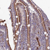 Anti-ARL6IP1 antibody produced in rabbit Prestige Antibodies® Powered by Atlas Antibodies, affinity isolated antibody, buffered aqueous glycerol solution