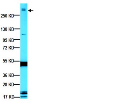 Anti-MAP2A Antibody, AP20 ascites fluid, clone AP20, Chemicon&#174;