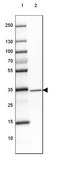 Anti-GDPD3 antibody produced in rabbit Prestige Antibodies® Powered by Atlas Antibodies, affinity isolated antibody, buffered aqueous glycerol solution