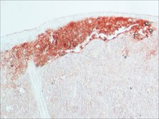 抗ウサギIgG (全分子) ヤギ宿主抗体 whole antiserum, lyophilized powder