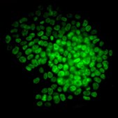 Fluorescent Mouse ES/iPS Cell Characterization Kit This Fluorescent Mouse ES/iPS Cell Characterization Kit contains a range of sensitive tools for the phenotypic assessment of the pluripotent status of mouse Embryonic stem &amp; induced pluripotent Stem cells.