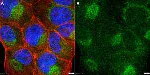 Anti-BNIP3 Antibody, clone 1G21 ZooMAb® Rabbit Monoclonal recombinant, expressed in HEK 293 cells