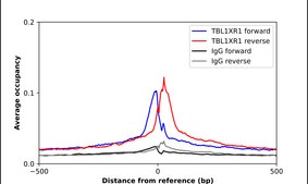 Anti-TBL1XR1 antibody produced in rabbit Prestige Antibodies® Powered by Atlas Antibodies, affinity isolated antibody, buffered aqueous glycerol solution