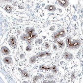 Anti-SLC6A14 antibody produced in rabbit affinity isolated antibody, buffered aqueous glycerol solution