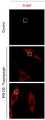 Anti-BiP (GRP78) Antibody, arginylated (Nt-Glu19) from rabbit, purified by affinity chromatography