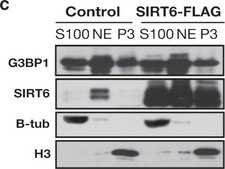 Anti-β-Tubulin Antibody, clone AA2 clone AA2, Upstate®, from mouse