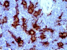 Anti-Iba1/AIF1 Antibody clone 20A12.1, from mouse