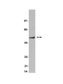 Anti-CaM Kinase II Antibody, α subunit, clone 6G9 clone 6G9, Upstate®, from mouse