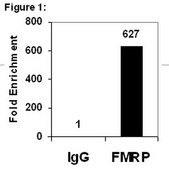 RIPAb+ Fragile X Mental Retardation Protein - RIP Validated Antibody and Primer Set from mouse