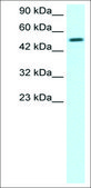 Anti-ESRRG antibody produced in rabbit IgG fraction of antiserum